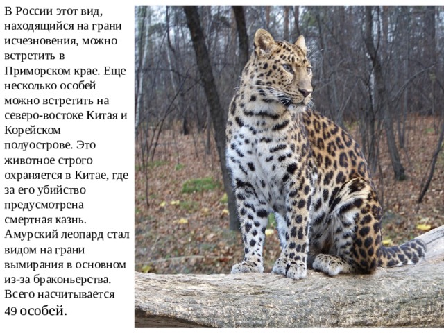 В России этот вид, находящийся на грани исчезновения, можно встретить в Приморском крае. Еще несколько особей можно встретить на северо-востоке Китая и Корейском полуострове. Это животное строго охраняется в Китае, где за его убийство предусмотрена смертная казнь. Амурский леопард стал видом на грани вымирания в основном из-за браконьерства. Всего насчитывается 49 особей.