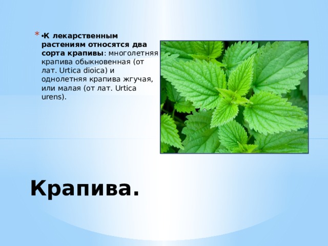 • К лекарственным растениям относятся два сорта крапивы : многолетняя крапива обыкновенная (от лат. Urtica dioica) и однолетняя крапива жгучая, или малая (от лат. Urtica urens). Крапива.  