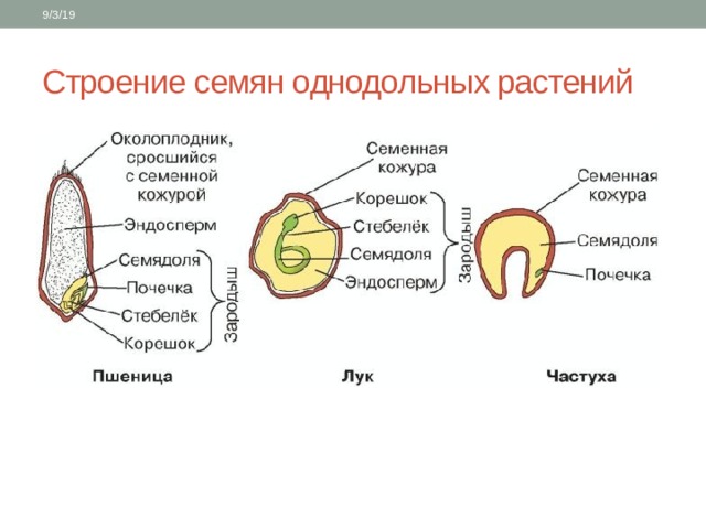 9/3/19 Строение семян однодольных растений 