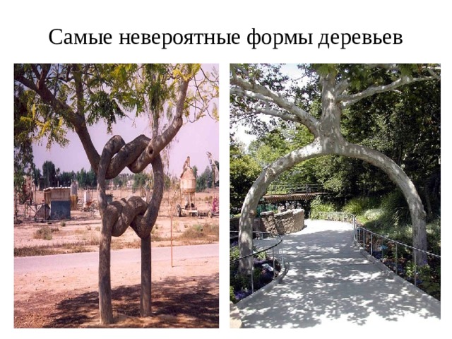 Самые невероятные формы деревьев 