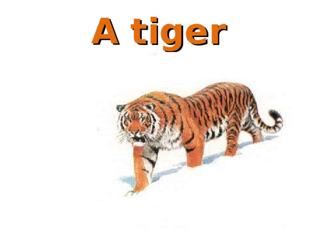 A tiger 
