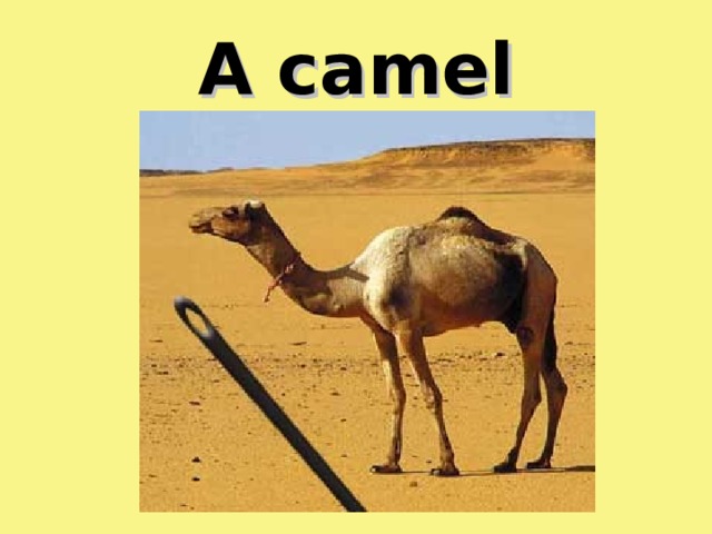 A camel 