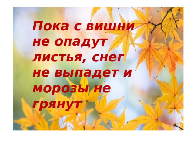 Пока с вишни не опадут листья, снег не выпадет и морозы не грянут 