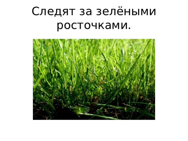 Следят за зелёными росточками. 