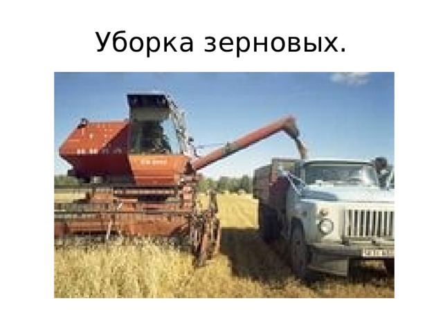 Уборка зерновых. 