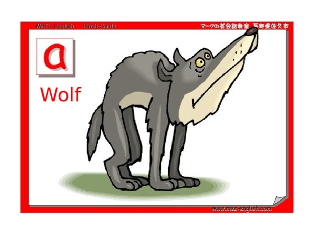 Wolf 