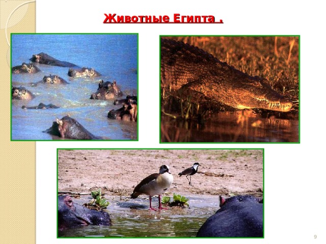 Животные Египта .    