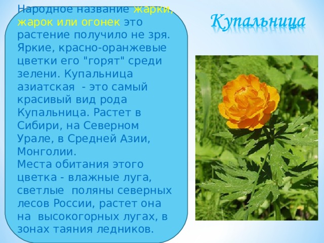 Народное название жарки, жарок или огонек это растение получило не зря. Яркие, красно-оранжевые цветки его 
