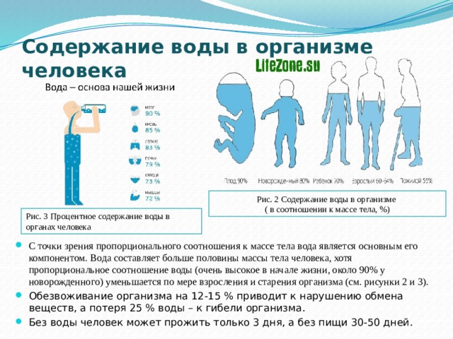 Содержание воды в организме человека   Рис. 2 Содержание воды в организме ( в соотношении к массе тела, %) Рис. 3 Процентное содержание воды в органах человека С точки зрения пропорционального соотношения к массе тела вода является основным его компонентом. Вода составляет больше половины массы тела человека, хотя пропорциональное соотношение воды (очень высокое в начале жизни, около 90% у новорожденного) уменьшается по мере взросления и старения организма (см. рисунки 2 и 3). Обезвоживание организма на 12-15 % приводит к нарушению обмена веществ, а потеря 25 % воды – к гибели организма. Без воды человек может прожить только 3 дня, а без пищи 30-50 дней. 
