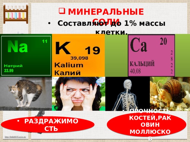 МИНЕРАЛЬНЫЕ СОЛИ Составляют до 1% массы клетки. ПРОЧНОСТЬ КОСТЕЙ,РАКОВИН МОЛЛЮСКОВ РАЗДРАЖИМОСТЬ 