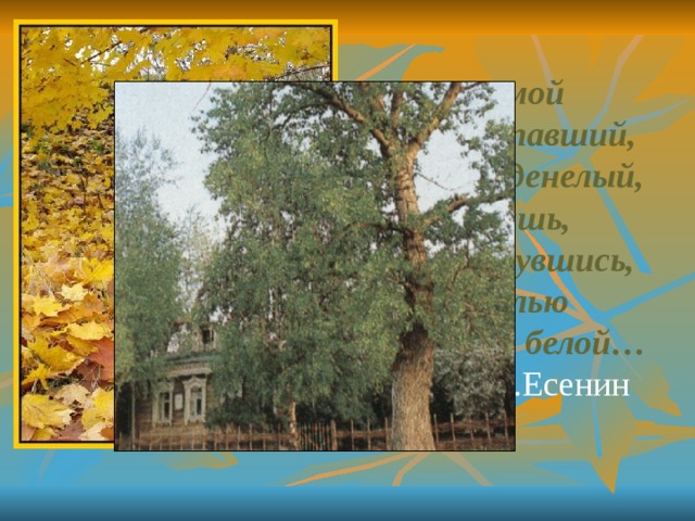 Клен ты мой  опавший, Клен заледенелый,  Что стоишь,  нагнувшись, Под метелью  белой…  С.Есенин   