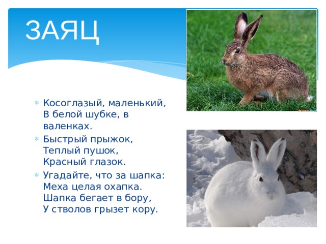  ЗАЯЦ Косоглазый, маленький,  В белой шубке, в валенках.  Быстрый прыжок,  Теплый пушок,  Красный глазок.  Угадайте, что за шапка:  Меха целая охапка.  Шапка бегает в бору,  У стволов грызет кору.  