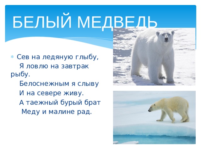 БЕЛЫЙ МЕДВЕДЬ Сев на ледяную глыбу,  Я ловлю на завтрак рыбу.  Белоснежным я слыву  И на севере живу.  А таежный бурый брат  Меду и малине рад.  