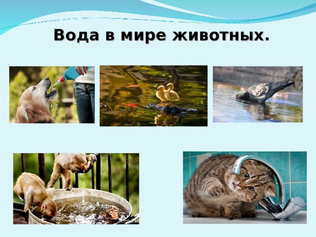 Вода в мире животных . 