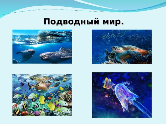 Подводный мир. 