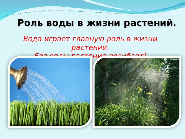 Роль воды в жизни растений. Вода играет главную роль в жизни растений. Без воды растение погибает! 