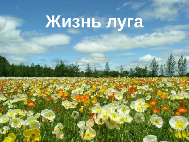 Жизнь луга 