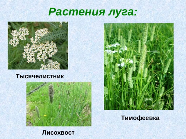Растения луга: Тысячелистник Тимофеевка Лисохвост 