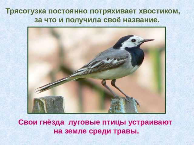 Трясогузка постоянно потряхивает хвостиком, за что и получила своё название. Свои гнёзда луговые птицы устраивают на земле среди травы. 