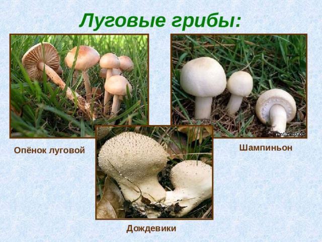 Луговые грибы: Шампиньон Опёнок луговой Дождевики 