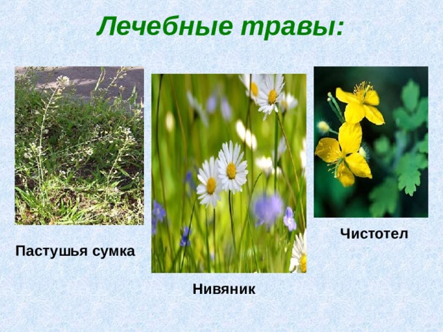 Лечебные травы: Чистотел Пастушья сумка Нивяник 