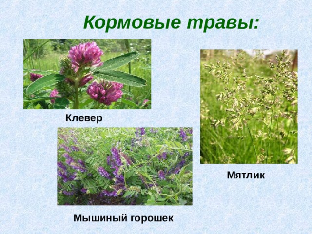 Кормовые травы: Клевер Мятлик Мышиный горошек 
