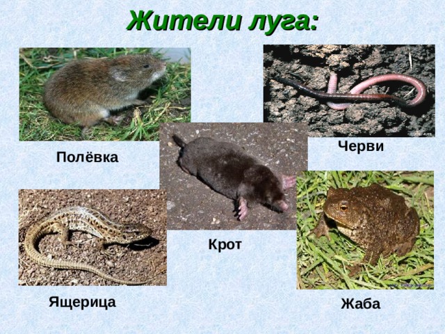 Жители луга: Черви Полёвка Крот Ящерица Жаба 