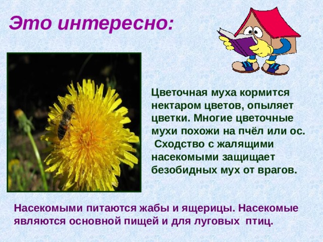 Это интересно: Цветочная муха кормится нектаром цветов, опыляет цветки. Многие цветочные мухи похожи на пчёл или ос.  Сходство с жалящими насекомыми защищает безобидных мух от врагов.   Насекомыми питаются жабы и ящерицы. Насекомые являются основной пищей и для луговых птиц. 