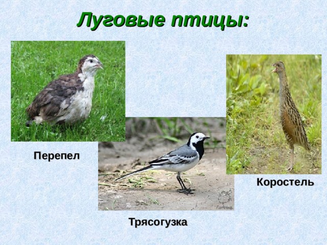 Луговые птицы:   Перепел   Коростель    Трясогузка 