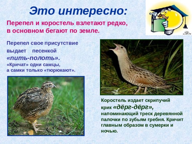 Это интересно: Перепел и коростель взлетают редко, в основном бегают по земле. Перепел свое присутствие выдает песенкой «пить-полоть».  «Кричат» одни самцы, а самки только «тюрюкают».  Коростель издает скрипучий крик «дёрг-дёрг», напоминающий треск деревянной палочки по зубьям гребня. Кричит главным образом в сумерки и ночью.  