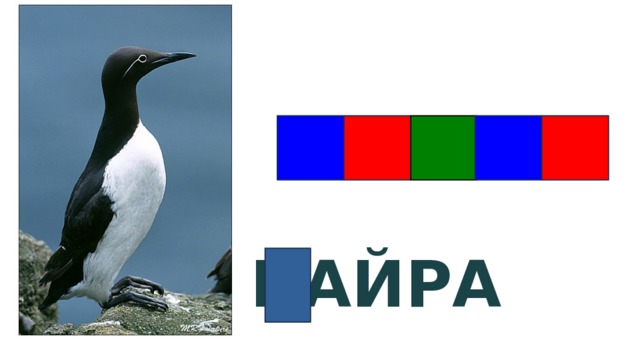 Живёт в Арктике КАЙРА  