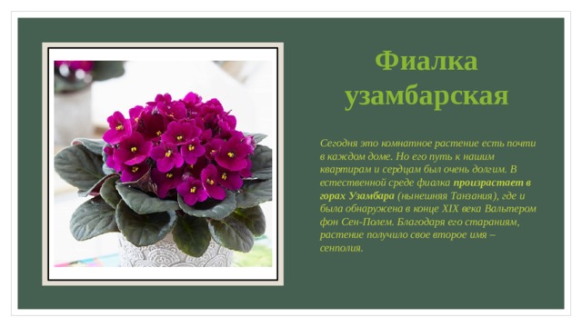 Фиалка узамбарская Сегодня это комнатное растение есть почти в каждом доме. Но его путь к нашим квартирам и сердцам был очень долгим. В естественной среде фиалка  произрастает в горах Узамбара  (нынешняя Танзания), где и была обнаружена в конце XIX века Вальтером фон Сен-Полем. Благодаря его стараниям, растение получило свое второе имя – сенполия.   