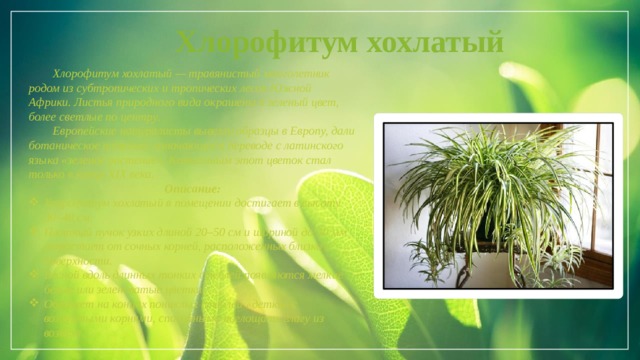 Хлорофитум хохлатый  Хлорофитум хохлатый — травянистый многолетник родом из субтропических и тропических лесов Южной Африки. Листья природного вида окрашены в зеленый цвет, более светлые по центру.  Европейские натуралисты вывезли образцы в Европу, дали ботаническое название, означающее в переводе с латинского языка «зеленое растение». Комнатным этот цветок стал только в конце XIX века. Описание: Хлорофитум хохлатый в помещении достигает в высоту 30–40 см. Плотный пучок узких длиной 20–50 см и шириной до 30 мм отрастает от сочных корней, расположенных близко к поверхности. Весной вдоль длинных тонких стеблей появляются мелкие белые или зеленоватые цветки. Образует на концах пониклых стеблей «детки» с воздушными корнями, способными поглощать влагу из воздуха. Свяжитесь с нами  