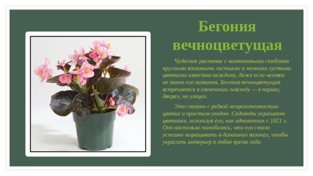 Бегония вечноцветущая  Чудесное растение с компактными стеблями круглыми восковыми листьями и мелкими густыми цветками известно каждому, даже если человек не знает его названия. Бегония вечноцветущая встречается в озеленении повсюду — в парках, дворах, на улицах.  Это связано с редкой неприхотливостью цветка и простым уходом. Садоводы украшают цветники, используя его, как однолетник с 1821 г. Оно настолько полюбилось, что его стали успешно выращивать в домашних вазонах, чтобы украсить интерьер в любое время года. 