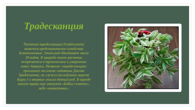 Традесканция Растение традесканция (Tradescantia) является представителем семейства Коммелиновые. Этот род объединяет около 30 видов. В природе такое растение встречается в тропическом и умеренном поясе Америки. Название «традесканция» произошло от имени садовника Джона Традесканта, он служил английскому королю Карлу I и впервые описал данный род. В народе такую траву еще именуют «Бабьи сплетни», либо «камнеломка». 