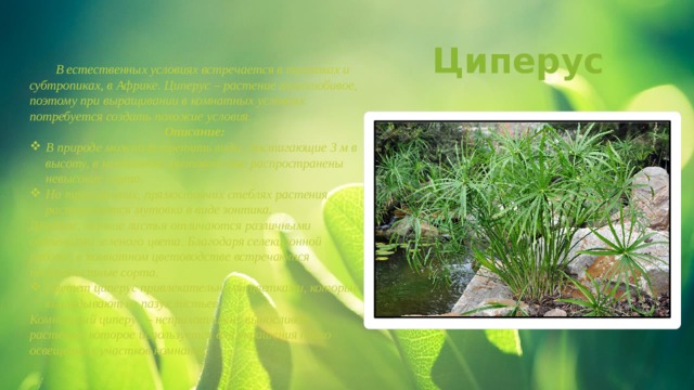 Циперус  В естественных условиях встречается в тропиках и субтропиках, в Африке. Циперус – растение влаголюбивое, поэтому при выращивании в комнатных условиях потребуется создать похожие условия. Описание: В природе можно встретить виды, достигающие 3 м в высоту, в комнатном цветоводстве распространены невысокие сорта. На трехгранных, прямостоячих стеблях растения располагаются мутовки в виде зонтика. Длинные, тонкие листья отличаются различными оттенками зеленого цвета. Благодаря селекционной работе, в комнатном цветоводстве встречаются пестролистные сорта. Цветет циперус привлекательными цветками, которые выглядывают из пазух листьев. Комнатный циперус –   неприхотливое, выносливое растение, которое используется для украшения плохо освещенных участков комнаты.  