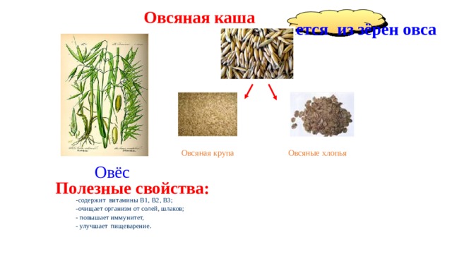 Овсяная каша получается из зёрен овса Овсяная крупа Овсяные хлопья Овёс Полезные свойства: - содержит витамины B1, В2, В3; -очищает организм от солей, шлаков; - повышает иммунитет, - улучшает пищеварение. 