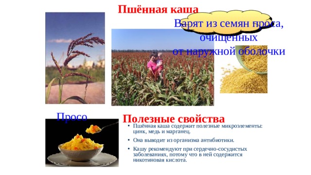 Пшённая каша Варят из семян проса,  очищенных от наружной оболочки Просо Полезные свойства Пшённая каша содержит полезные микроэлементы: цинк, медь и марганец. Она выводит из организма антибиотики. Кашу рекомендуют при сердечно-сосудистых заболеваниях, потому что в ней содержится никотиновая кислота. 