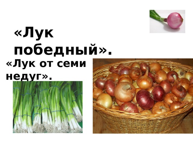 «Лук победный». «Лук от семи недуг». 