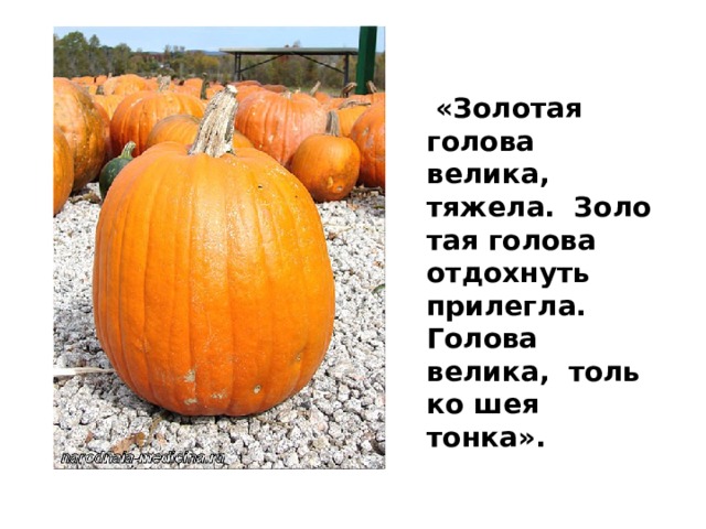   «Золотая голова велика, тяжела.  Золотая голова отдохнуть прилегла. Голова велика,  только шея тонка». 