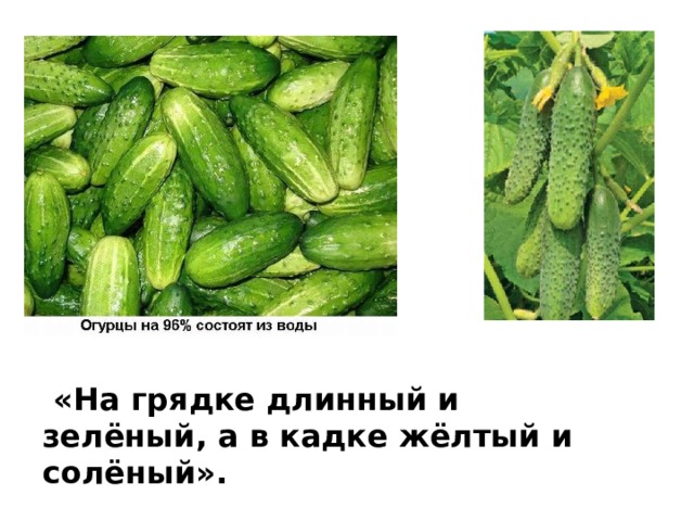    «На грядке длинный и зелёный, а в кадке жёлтый и солёный». 