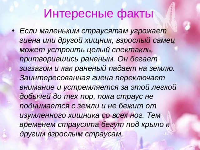 Интересные факты Если маленьким страусятам угрожает гиена или другой хищник, взрослый самец может устроить целый спектакль, притворившись раненым. Он бегает зигзагом и как раненый падает на землю. Заинтересованная гиена переключает внимание и устремляется за этой легкой добычей до тех пор, пока страус не поднимается с земли и не бежит от изумленного хищника со всех ног. Тем временем страусята бегут под крыло к другим взрослым страусам. 
