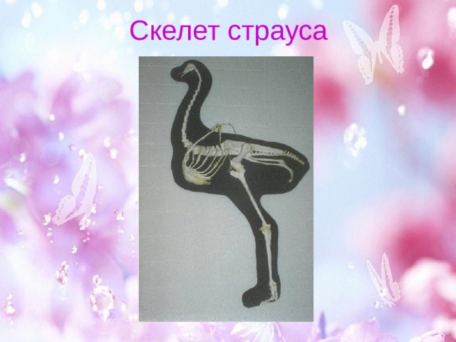 Скелет страуса 