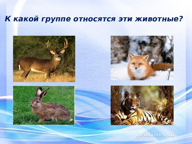 К какой группе относятся эти животные? 