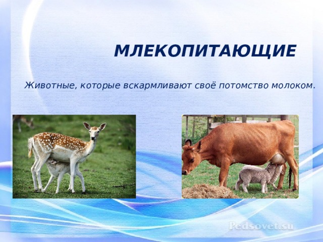  МЛЕКОПИТАЮЩИЕ   Животные, которые вскармливают своё потомство молоком . 