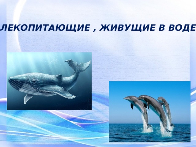 МЛЕКОПИТАЮЩИЕ , ЖИВУЩИЕ В ВОДЕ 