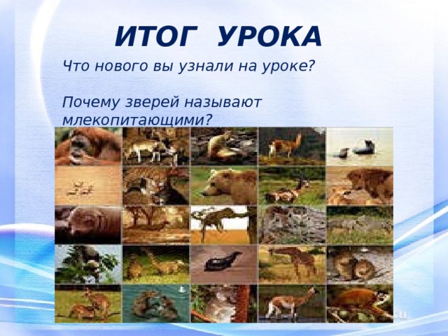 ИТОГ УРОКА Что нового вы узнали на уроке?  Почему зверей называют млекопитающими? 