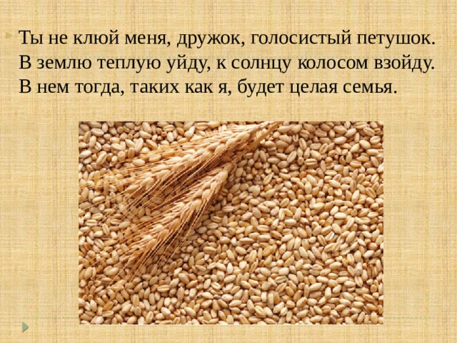Ты не клюй меня, дружок, голосистый петушок.   В землю теплую уйду, к солнцу колосом взойду.   В нем тогда, таких как я, будет целая семья.    