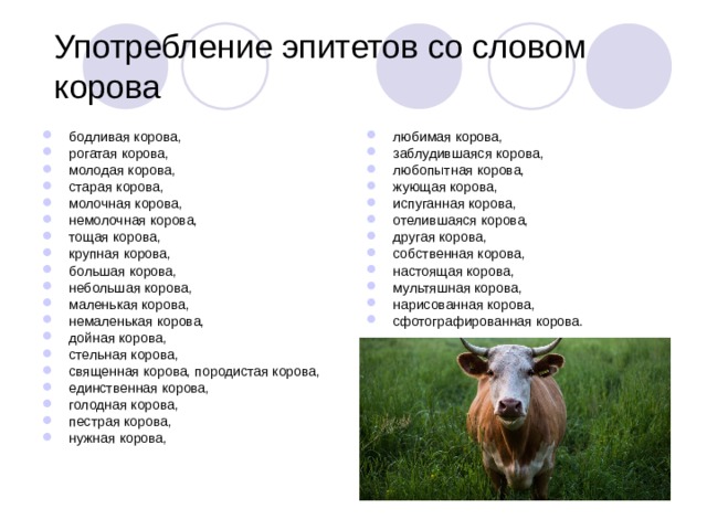 Употребление эпитетов со словом корова