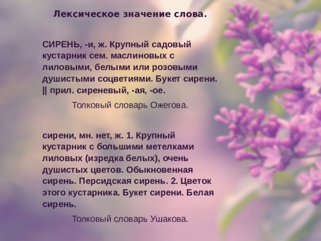 Лексическое значение слова.  СИРЕНЬ, -и, ж. Крупный садовый кустарник сем. маслиновых с лиловыми, белыми или розовыми душистыми соцветиями. Букет сирени. || прил. сиреневый, -ая, -ое. Толковый словарь Ожегова.   сирени, мн. нет, ж. 1. Крупный кустарник с большими метелками лиловых (изредка белых), очень душистых цветов. Обыкновенная сирень. Персидская сирень. 2. Цветок этого кустарника. Букет сирени. Белая сирень. Толковый словарь Ушакова.
